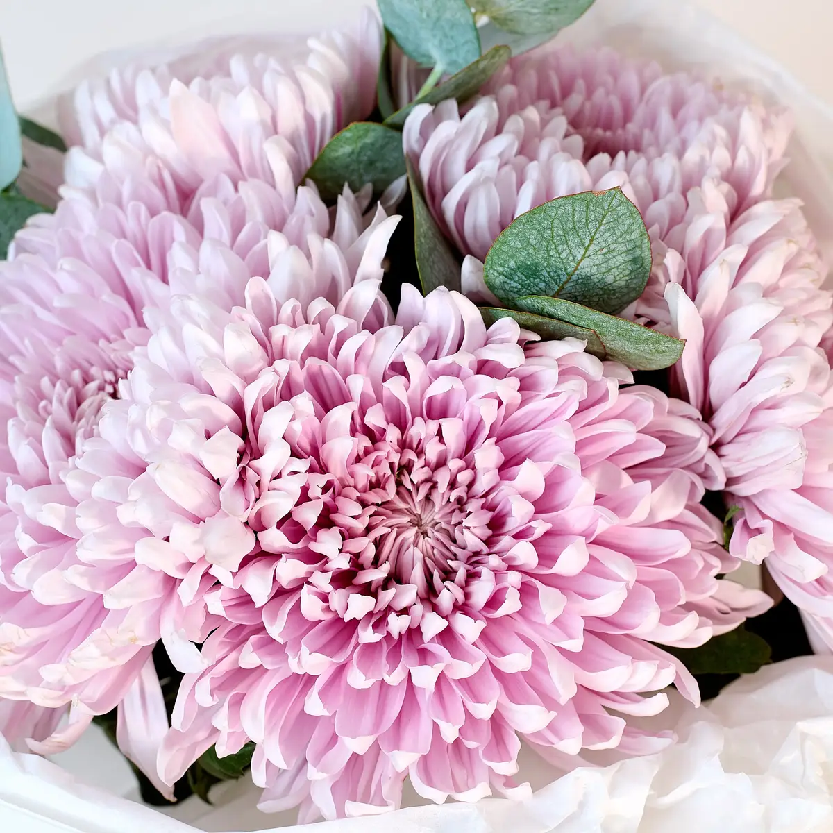 Букет из 5 однобутонов розовых хризантем купить недорого в Украине, фото 3