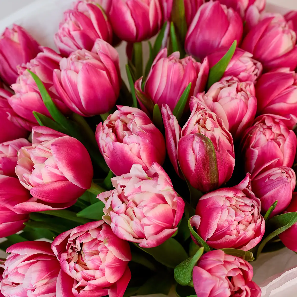 Букет 41 Розовый пионовидний Тюльпан купить недорого в Украине, фото 3