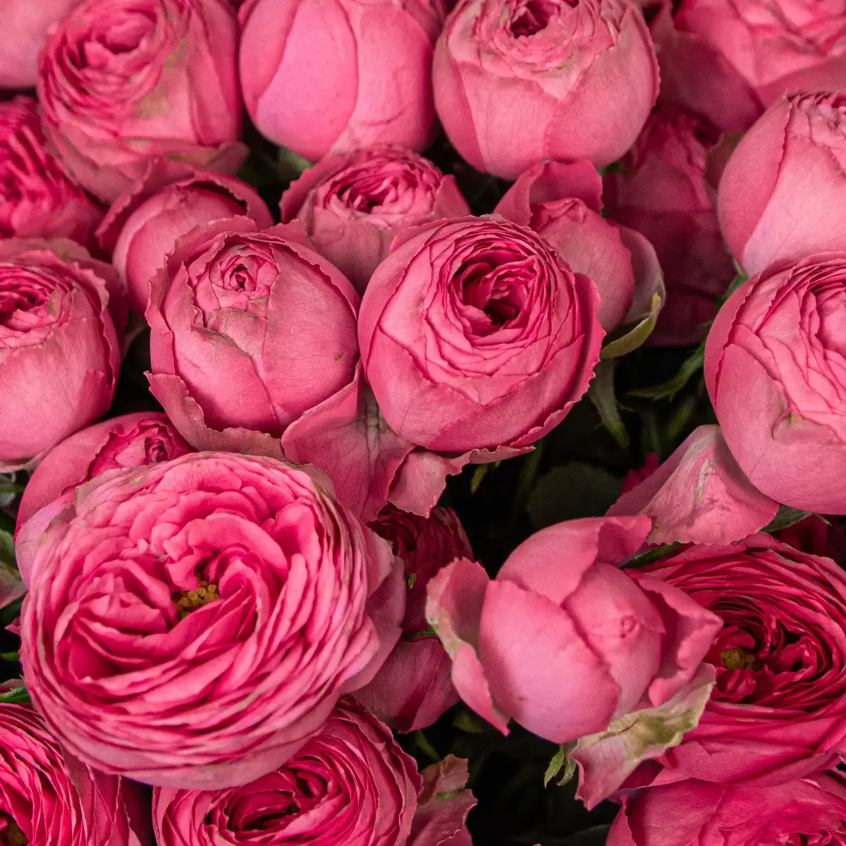 Букет 11 Троянд спрей Жизель купити недорого в Україні, фото 3