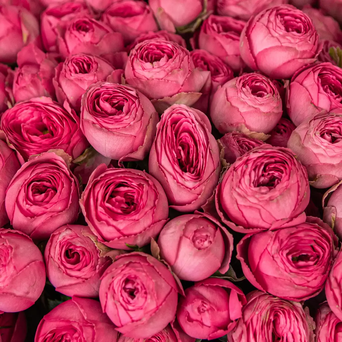 Букет 25 Троянд спрей Жизель купити недорого в Україні, фото 3