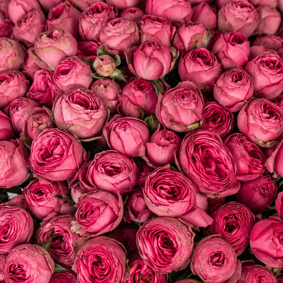 Букет 35 Троянд спрей Жизель купити недорого в Україні, фото 3