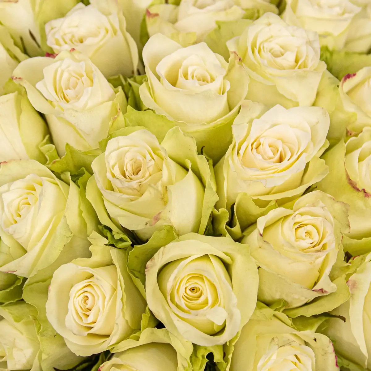 Букет 41 Троянда Атена купити недорого в Україні, фото 3