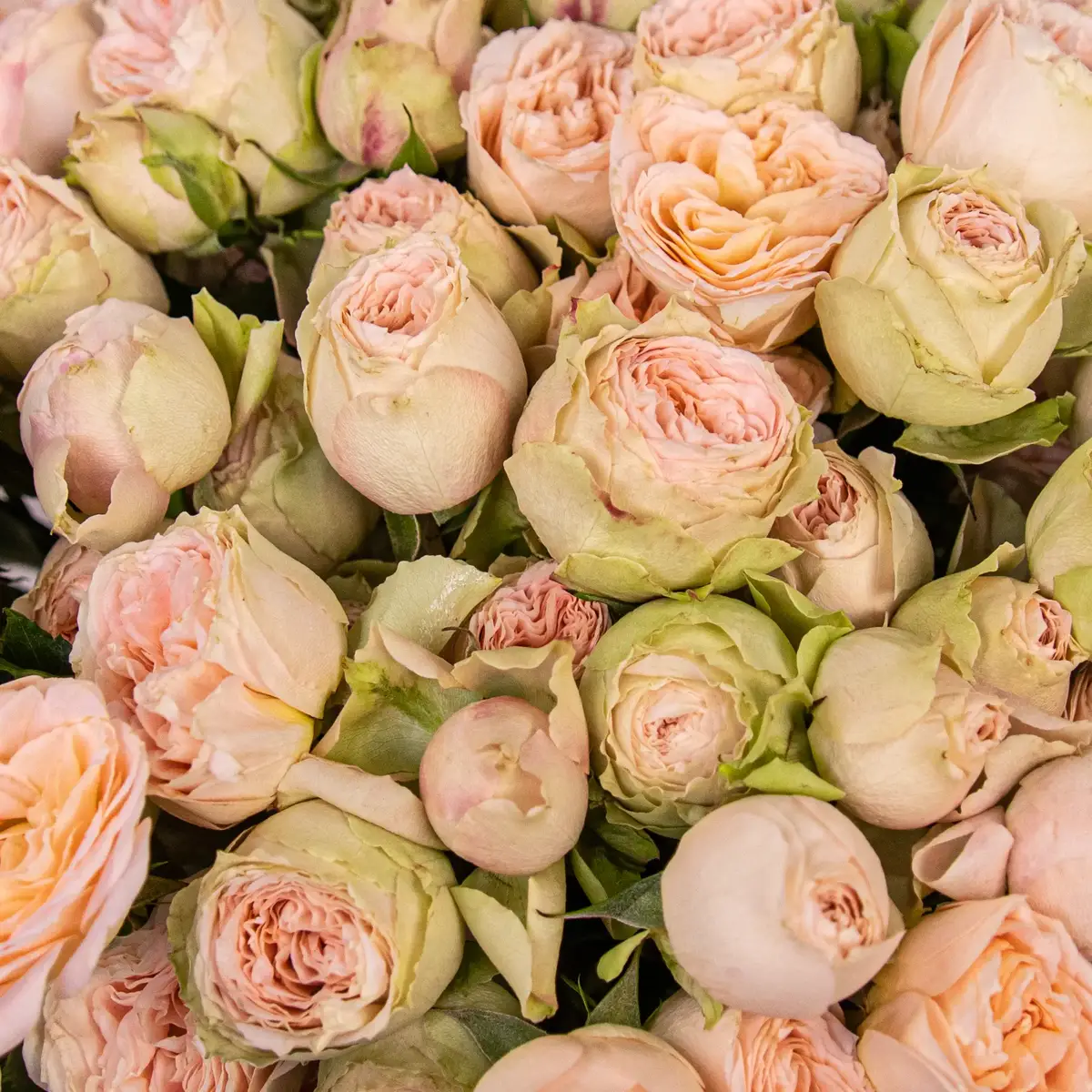 Букет 25 Троянд спрей Павлова купити недорого в Україні, фото 3