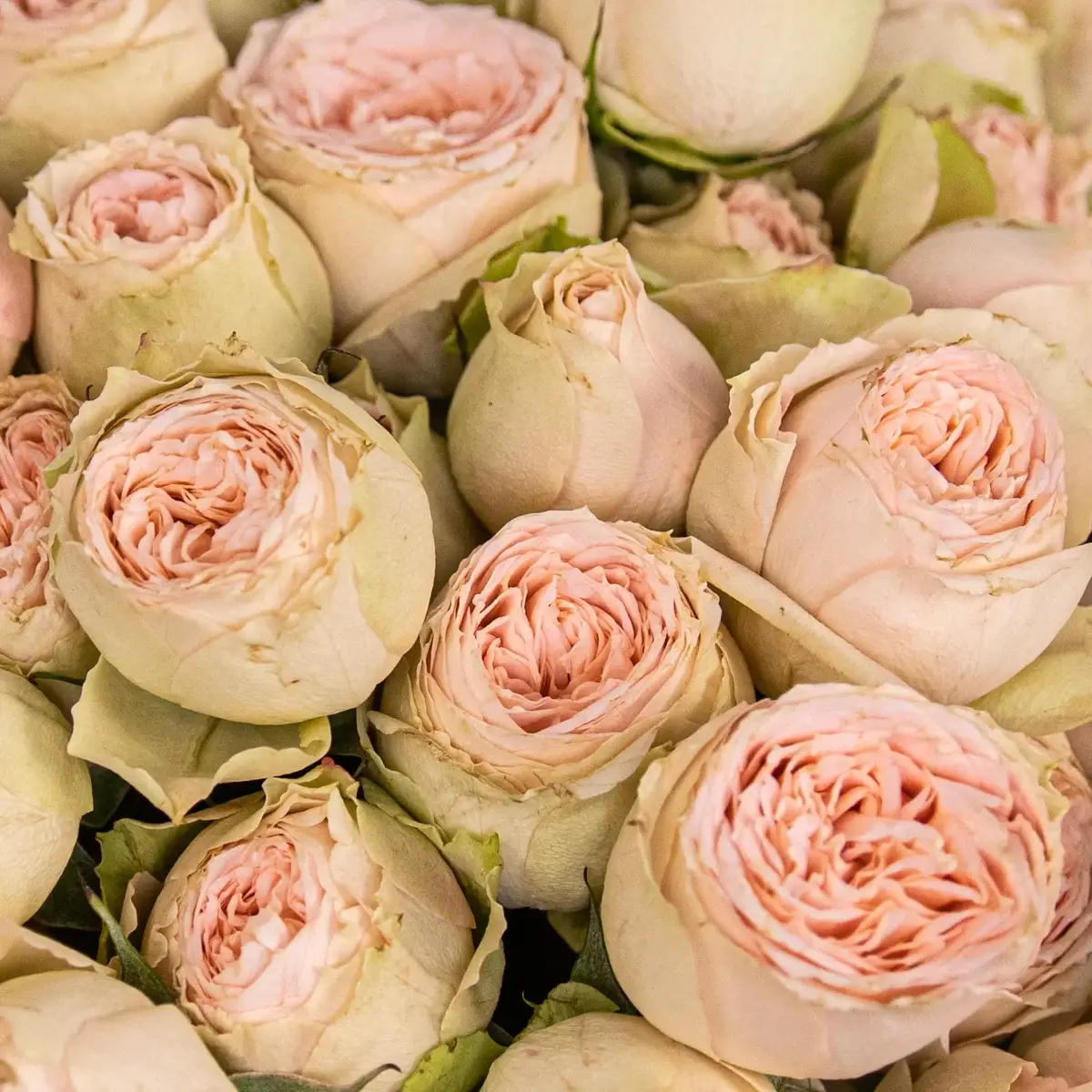 Букет 15 Троянд спрей Павлова купити недорого в Україні, фото 3