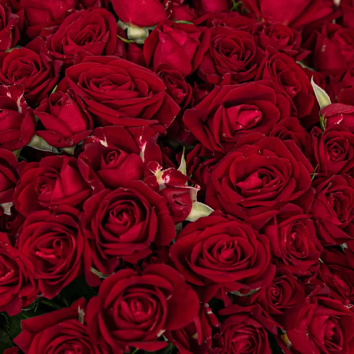 Букет 41 роза спрей Доминика купить недорого в Украине, фото 3