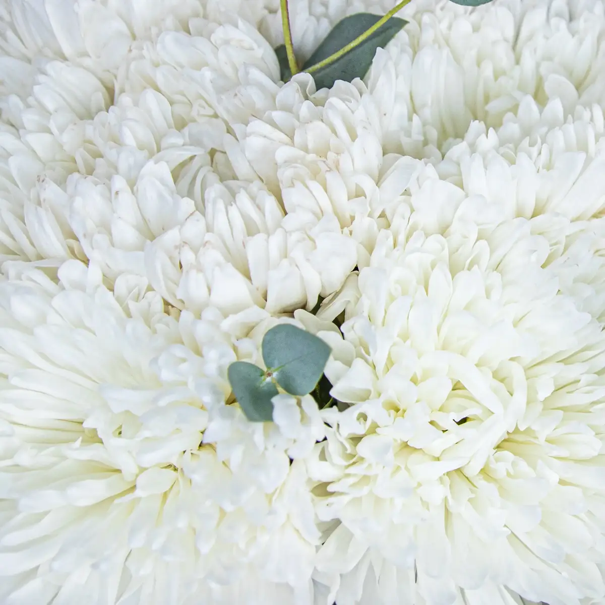 Букет 9 Однобутонних Білих Хризантем купити недорого в Україні, фото 3