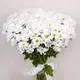 Букет из 35 белых хризантем ромашка купить