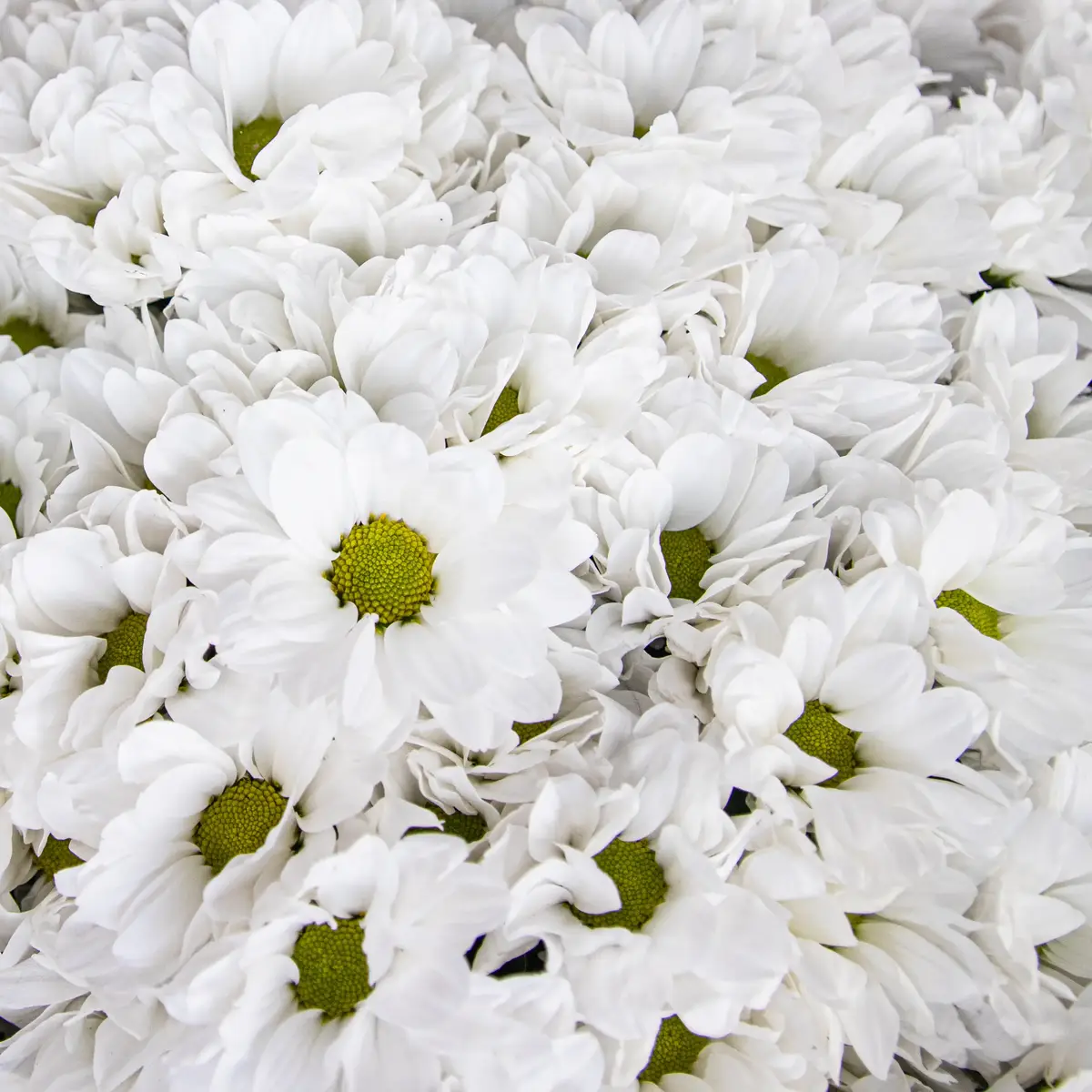 Букет из 35 белых хризантем ромашка купить недорого в Украине, фото 3