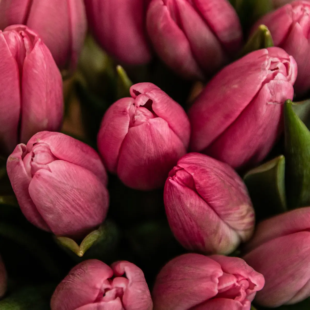 Букет 25 Рожевих Тюльпанів купити недорого в Україні, фото 3