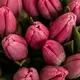 Букет 25 Рожевих Тюльпанів купити