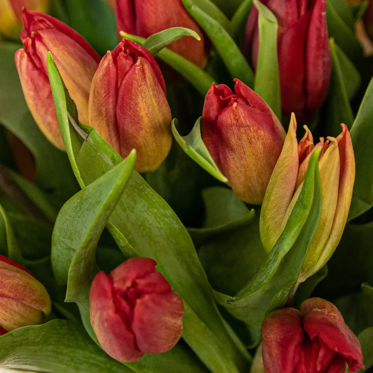 Букет 25 Червоних Тюльпанів купити недорого в Україні, фото 3