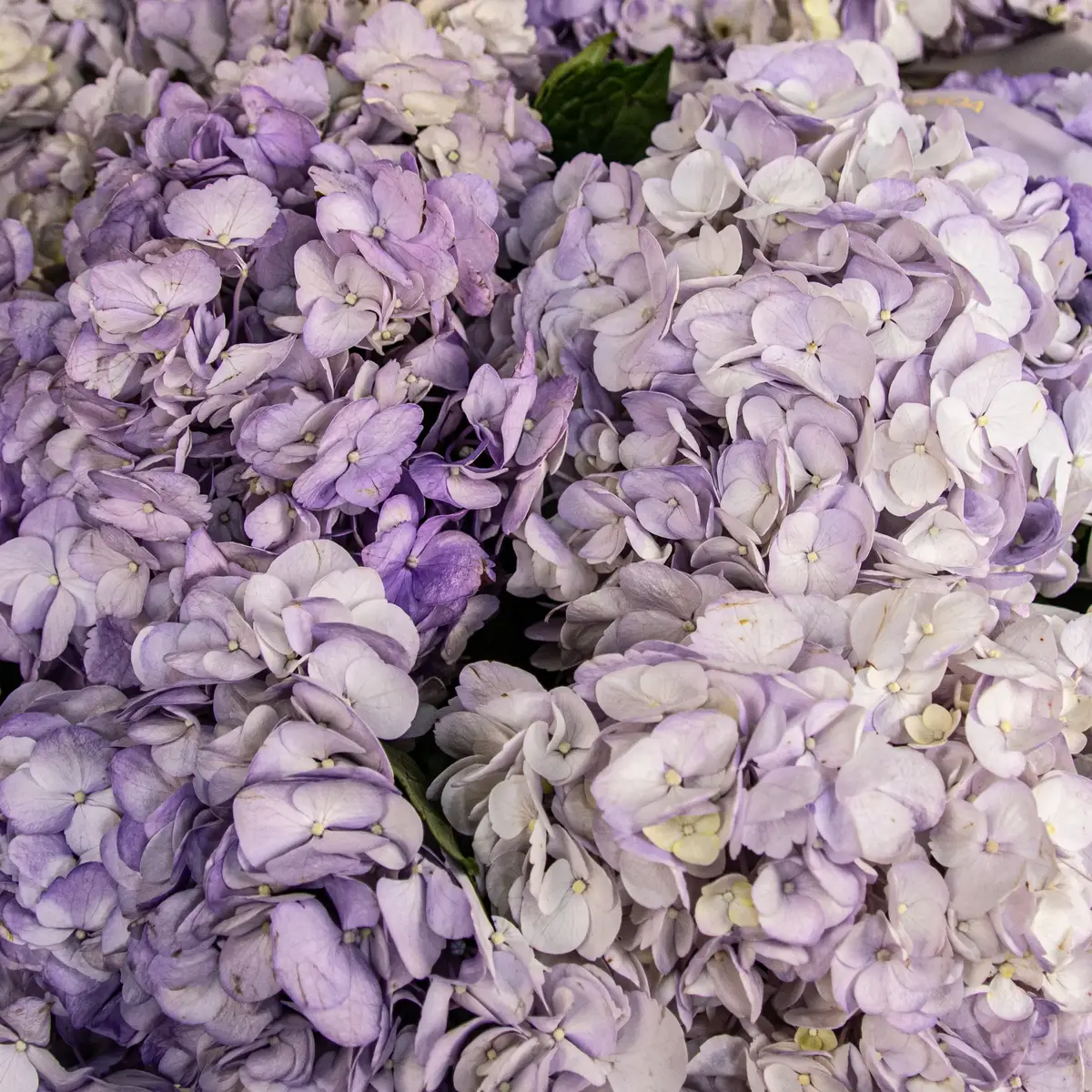 Коробка из 25 лавандовых гортензий купить недорого в Украине, фото 3