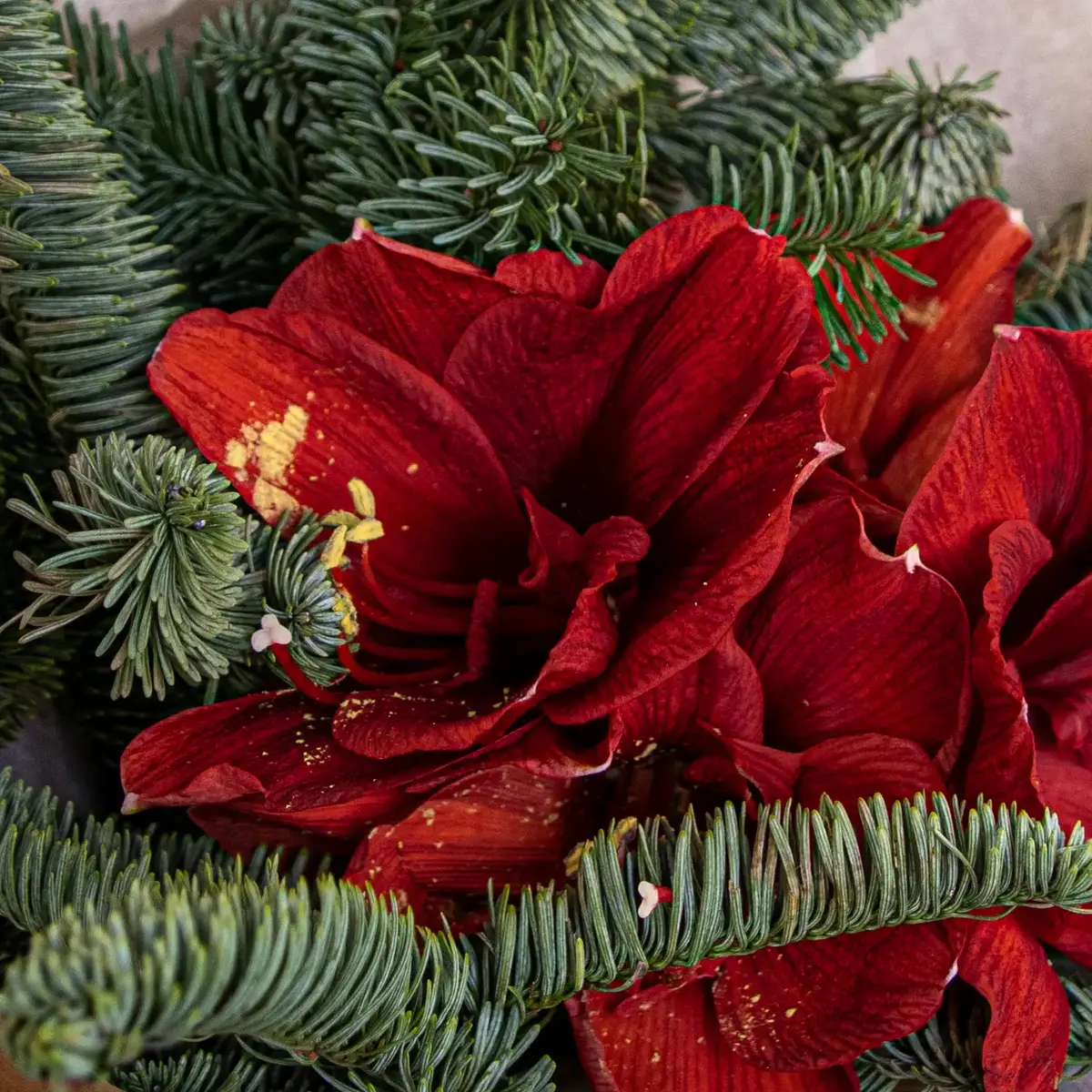 Рождественский букет с Нобилисом купить недорого в Украине, фото 3