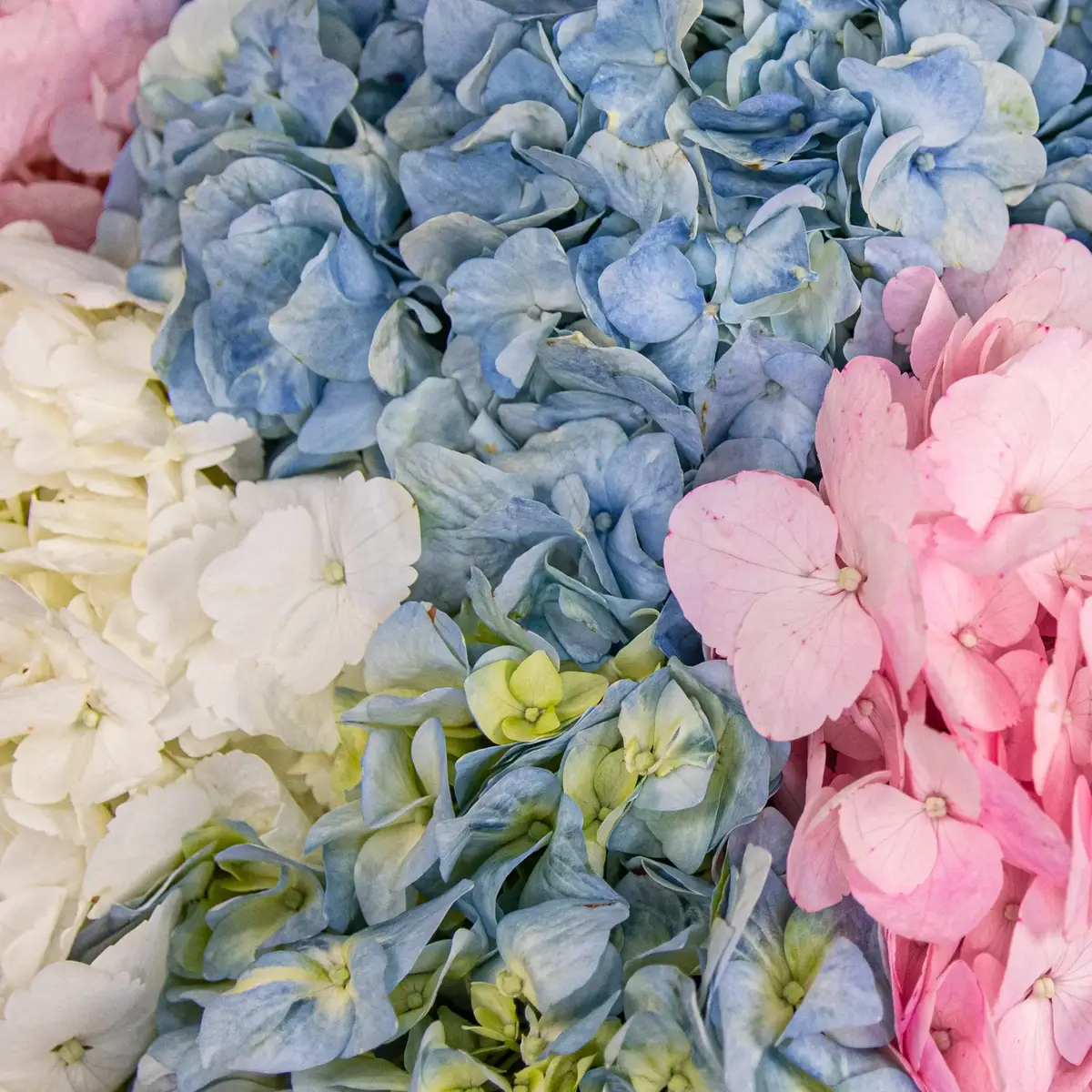 Букет из 13 гортензий микс купить недорого в Украине, фото 3