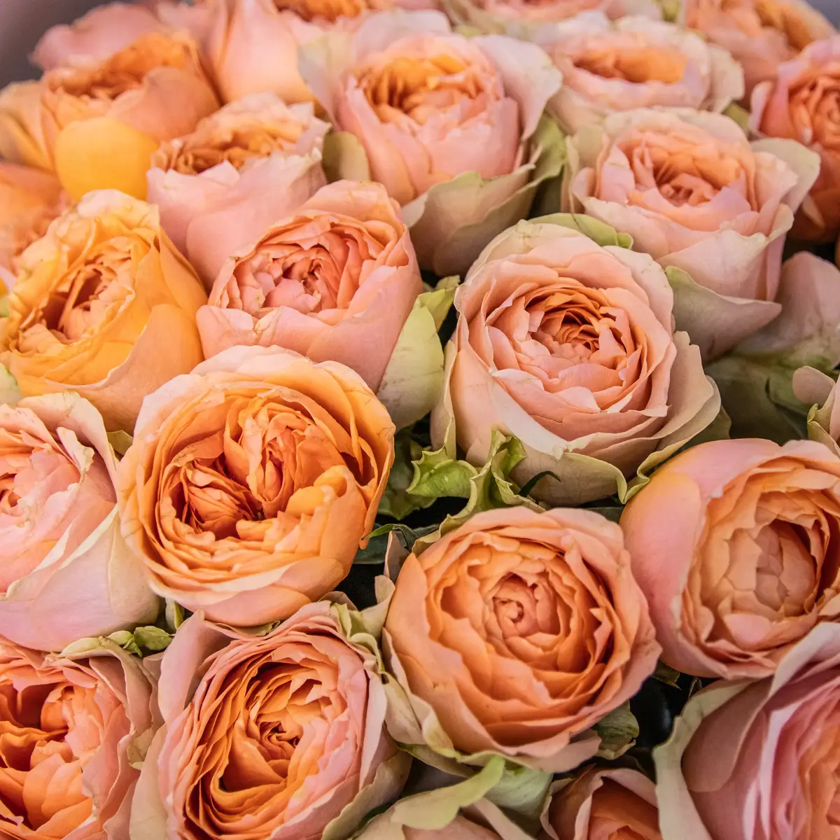 Бокс 51 Троянд Гравіті купити недорого в Україні, фото 3