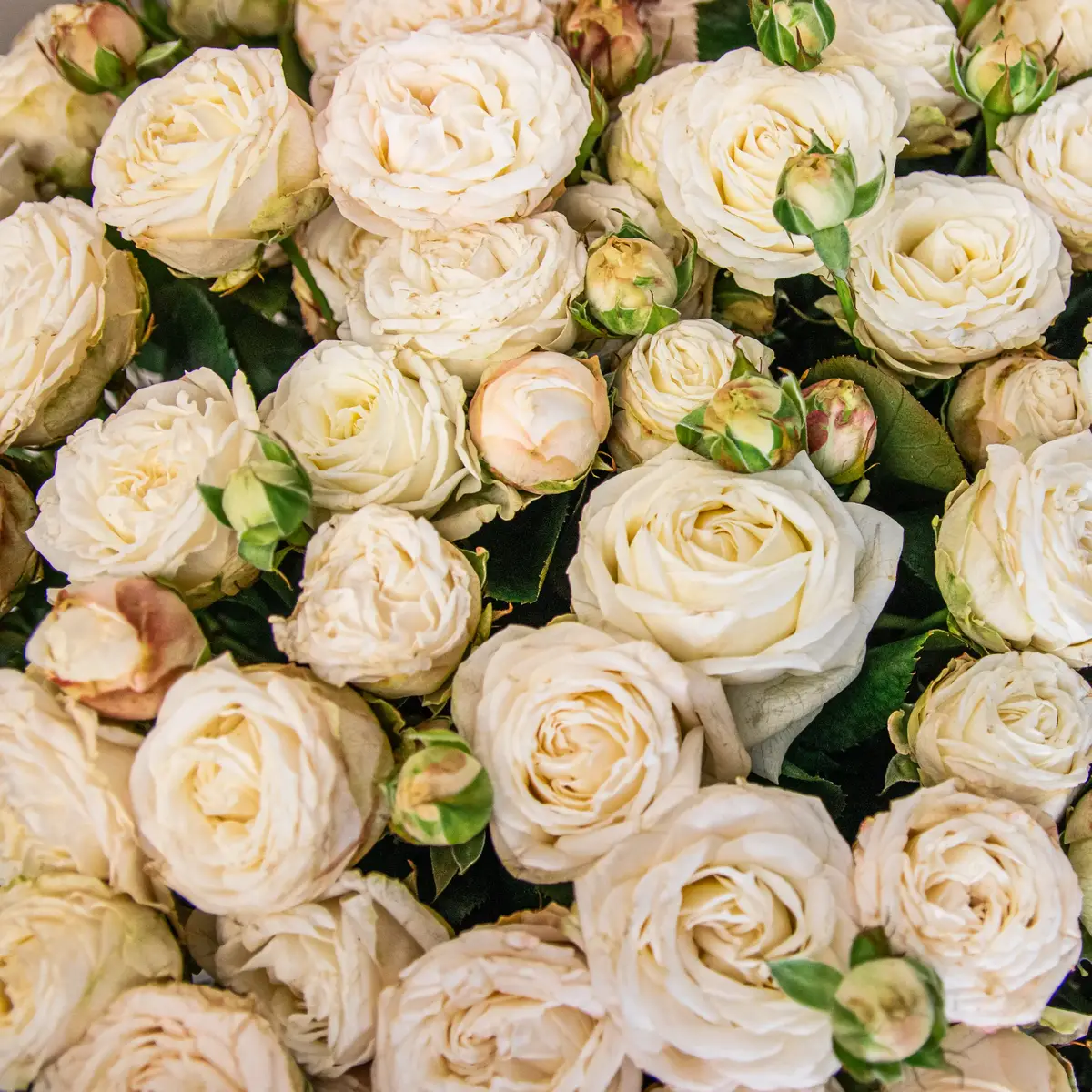 Коробка 45 Роза спрей Princess Bombastic купить недорого в Украине, фото 3