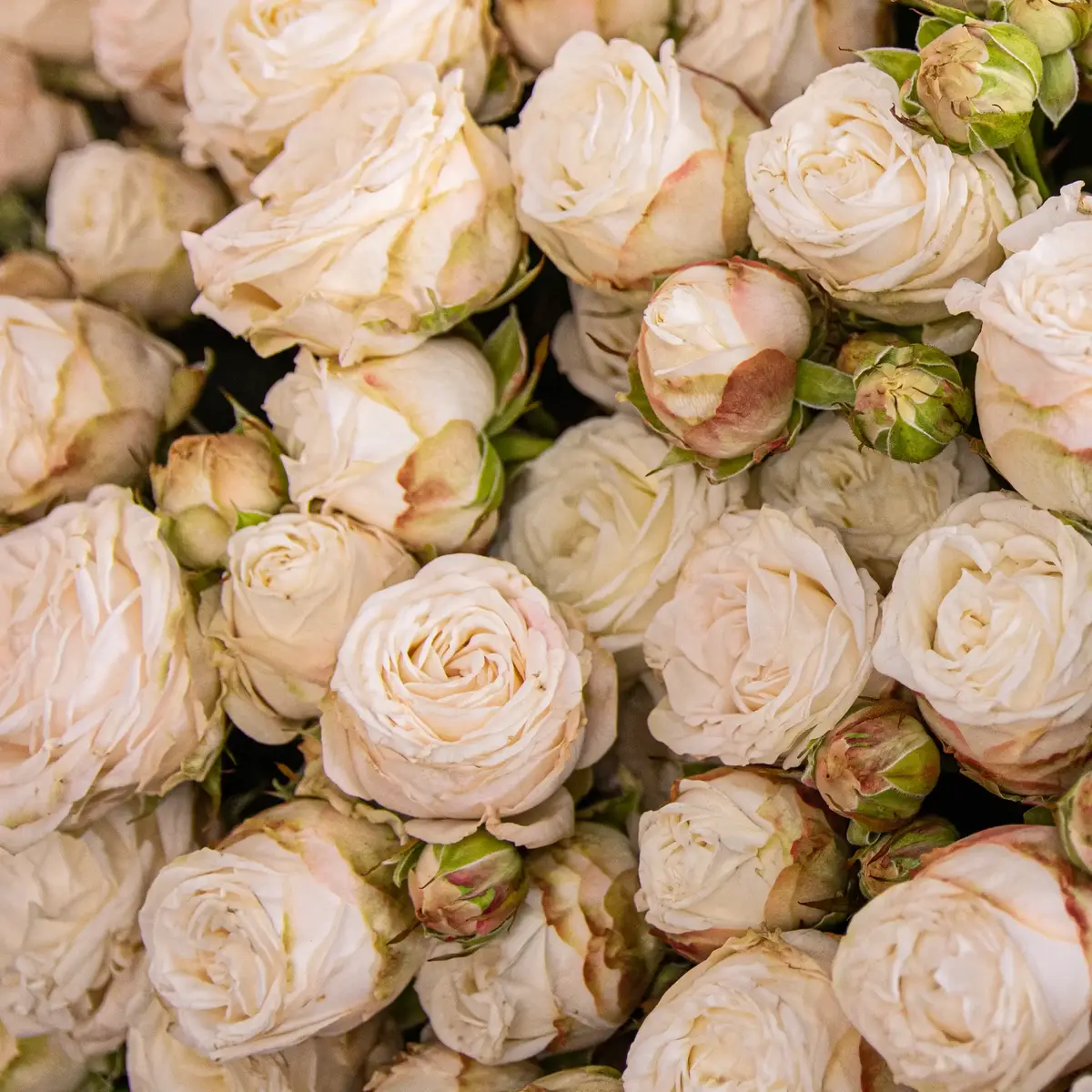 Box 101 Роза спрей Princess Bombastic купить недорого в Украине, фото 3