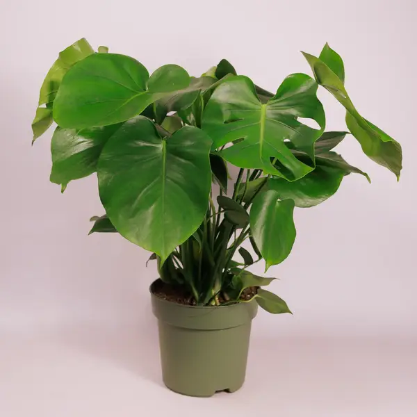 Монстера d30 купити