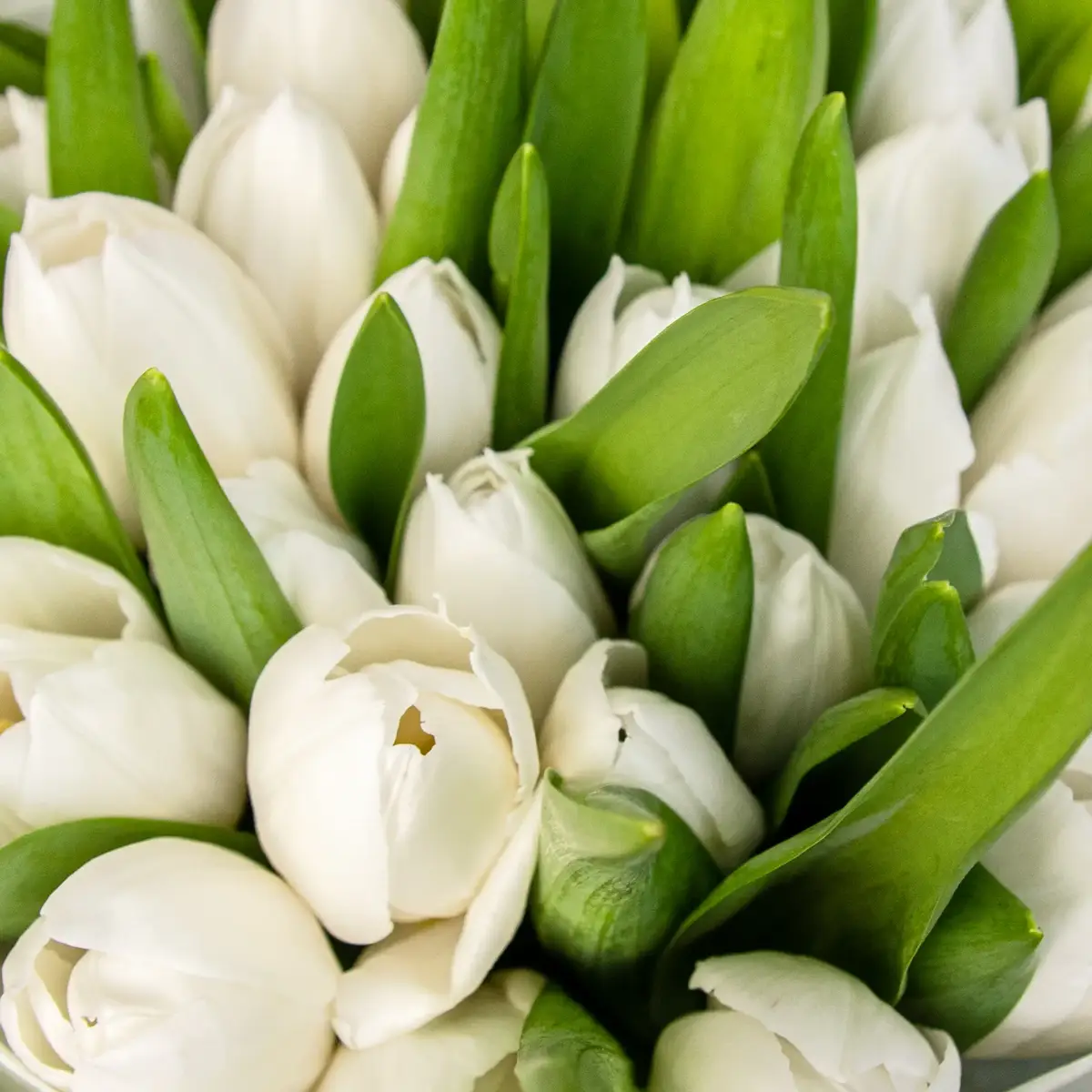 Букет из 35 белых тюльпанов купить недорого в Украине, фото 3