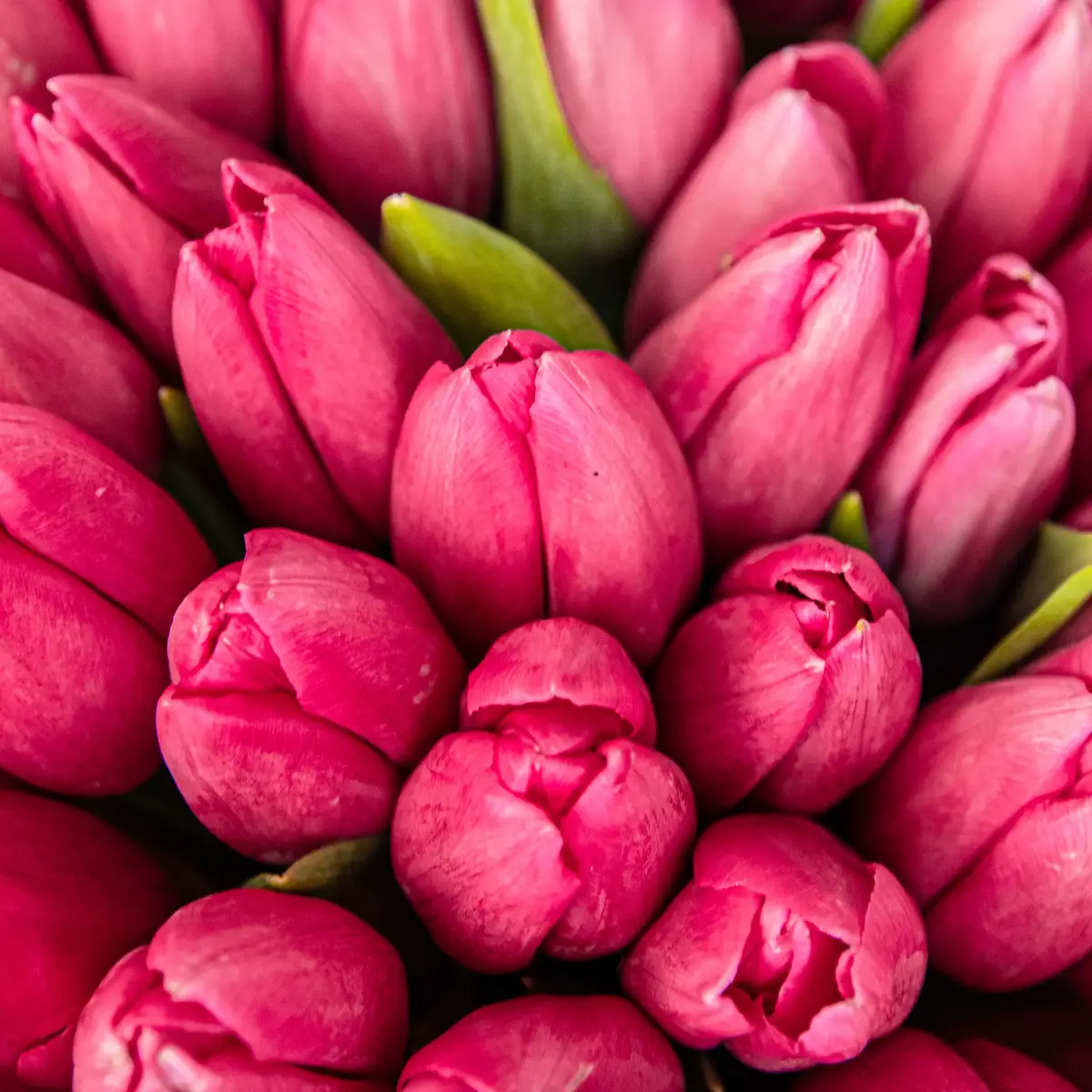 Букет из 45 розовых тюльпанов купить недорого в Украине, фото 3