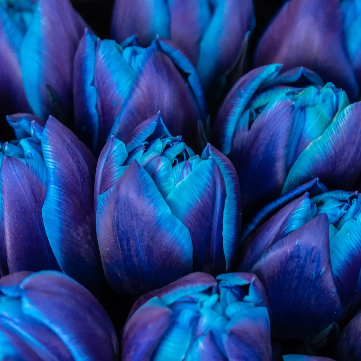 Букет 25 Фарбованих Тюльпанів купити недорого в Україні, фото 3