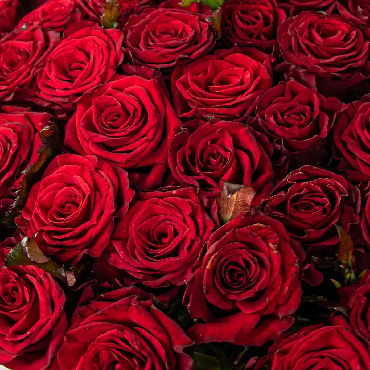 Букет 51 Троянда червона Престиж купити недорого в Україні, фото 3