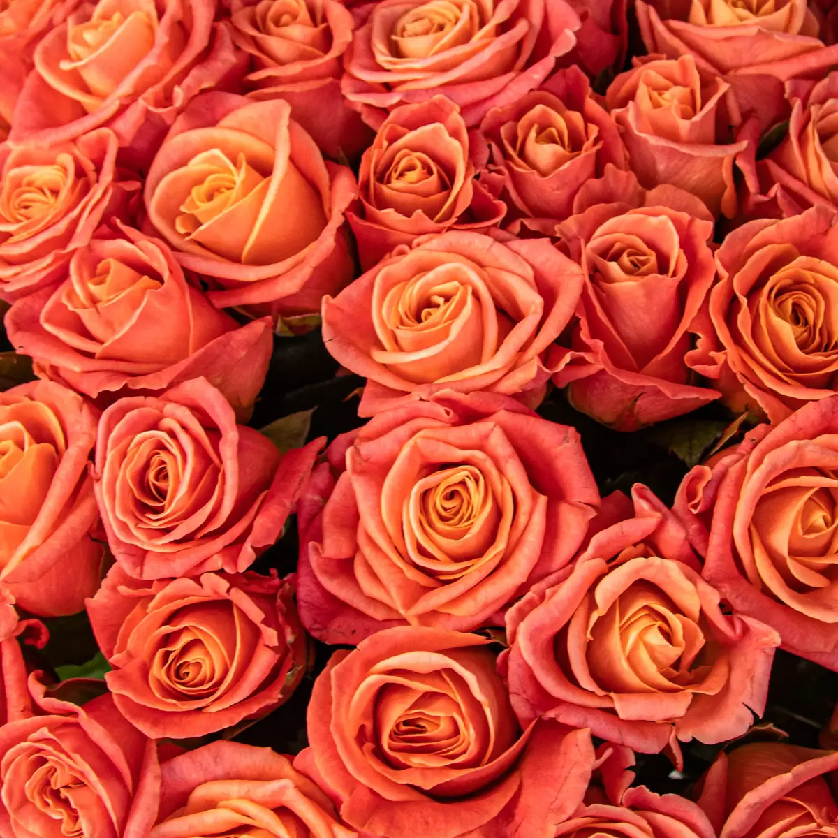 Букет 51 роза Мисс Пигги купить недорого в Украине, фото 3