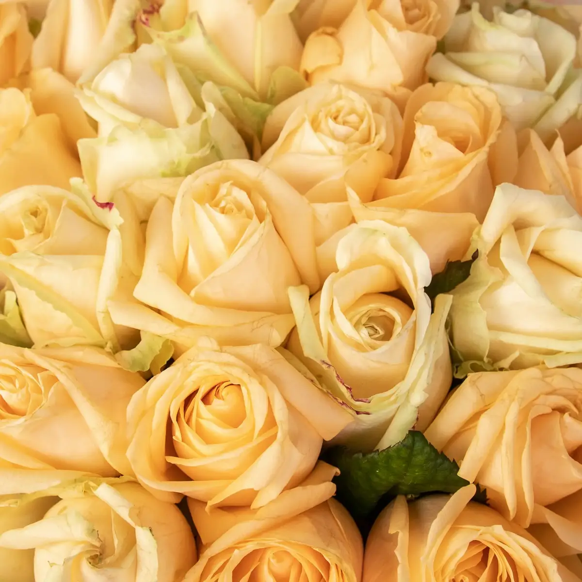 Букет из 35 роз Пич Аваланч купить недорого в Украине, фото 3