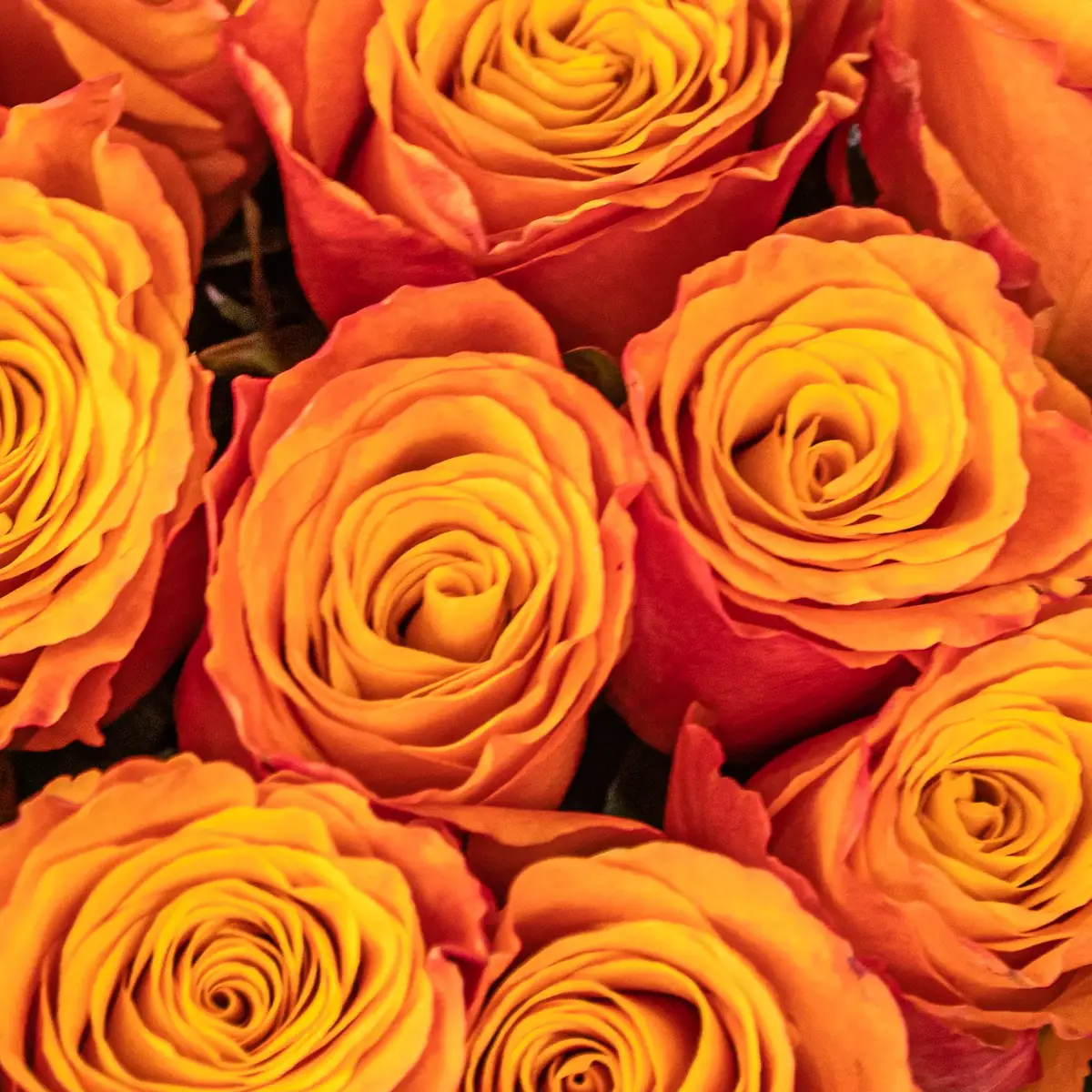 Букет 35 Троянд Конфідентіал купити недорого в Україні, фото 3