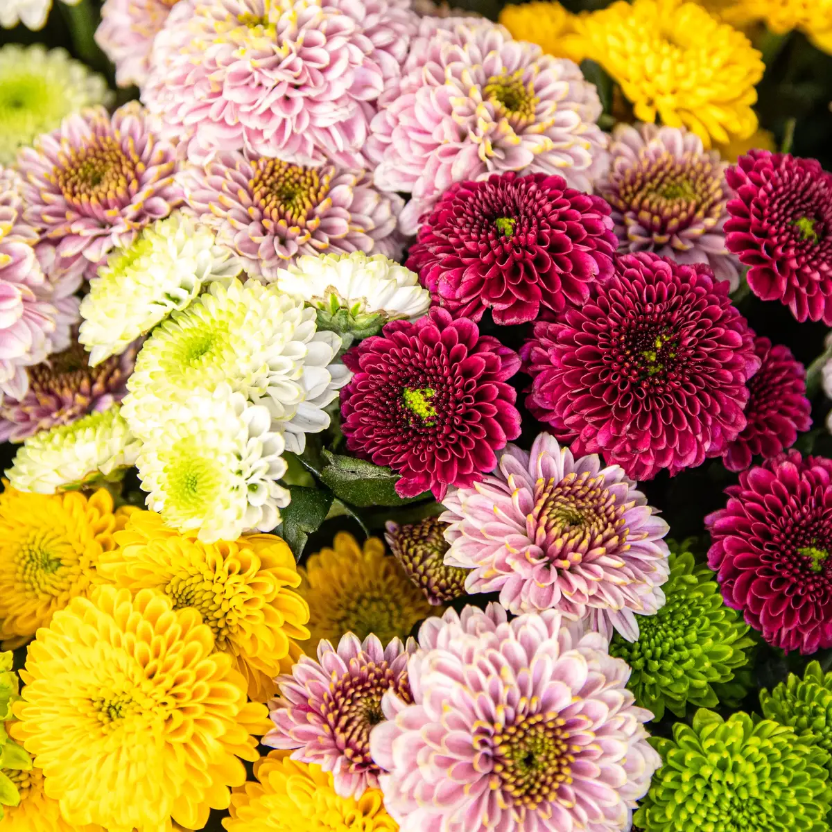 Букет 25 Мікс Хризантем Сантіні купити недорого в Україні, фото 3