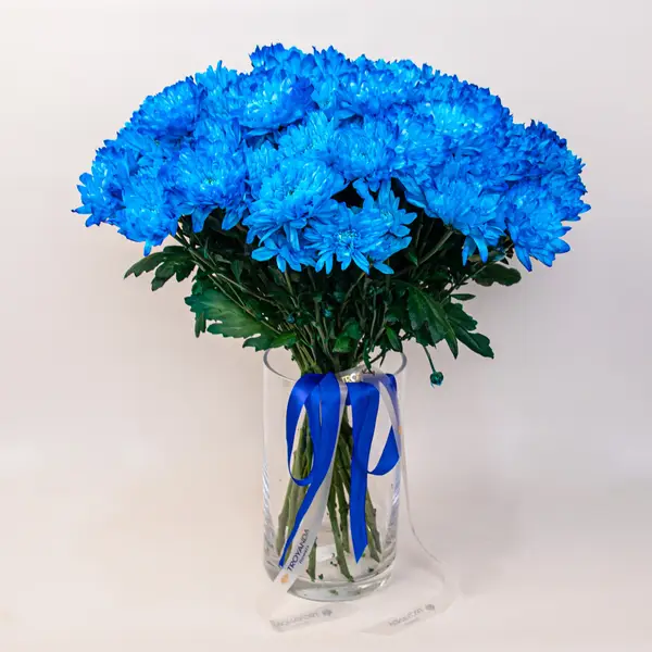 Букет из 15 синих хризантем купить