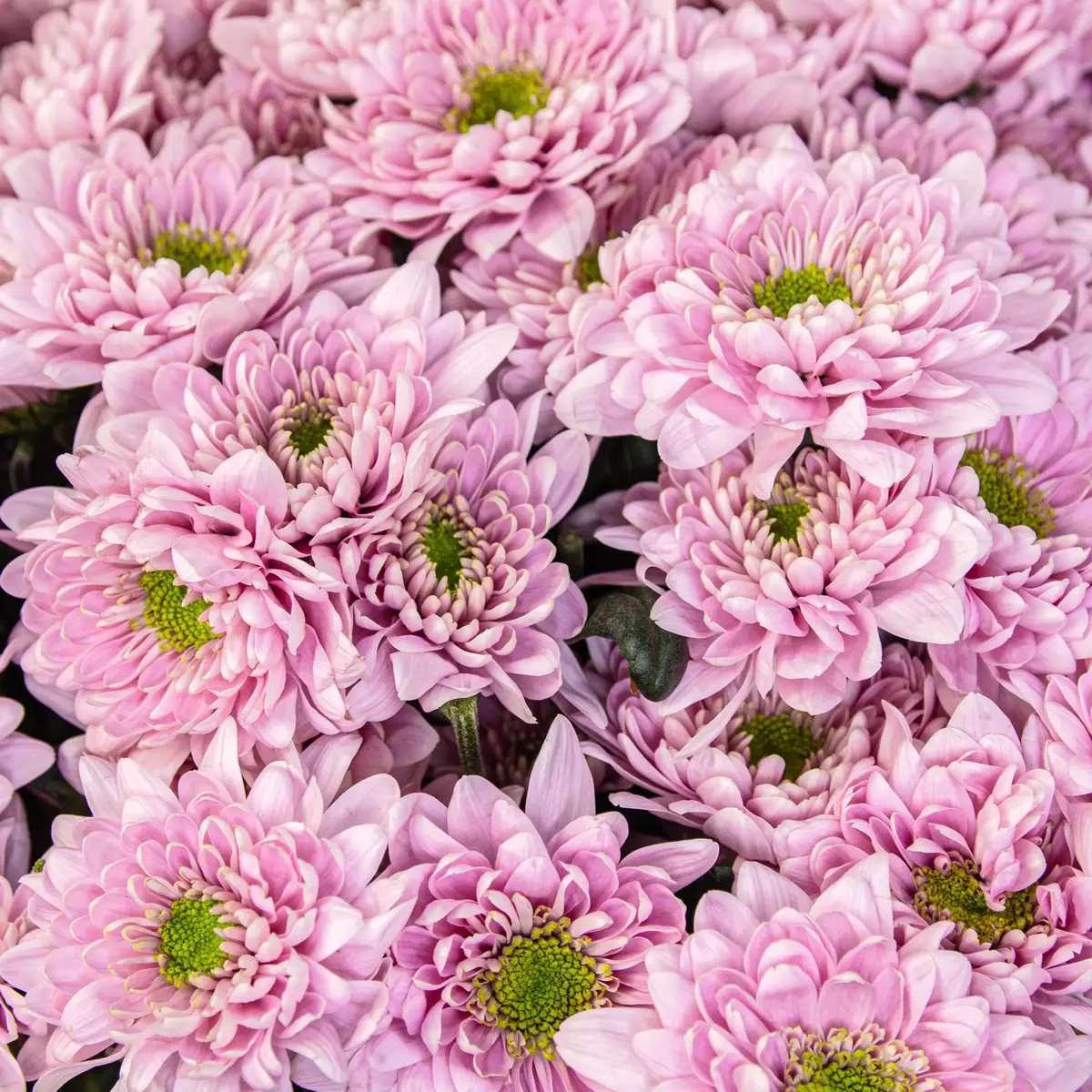 Букет 15 Рожевих Хризантем Ромашка купити недорого в Україні, фото 3