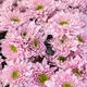 Букет 15 Рожевих Хризантем Ромашка купити