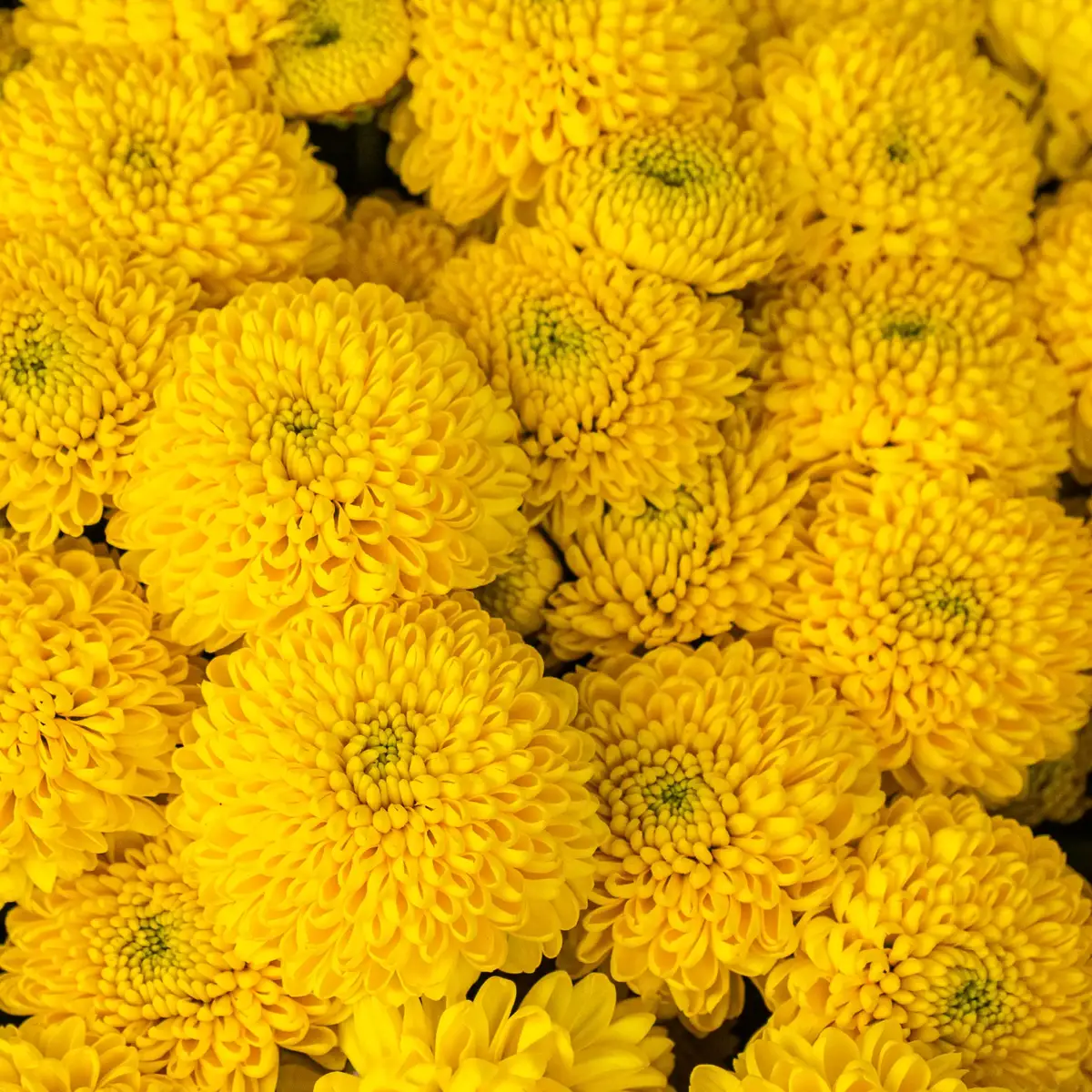 Букет из 15 желтых хризантем Сантини купить недорого в Украине, фото 3