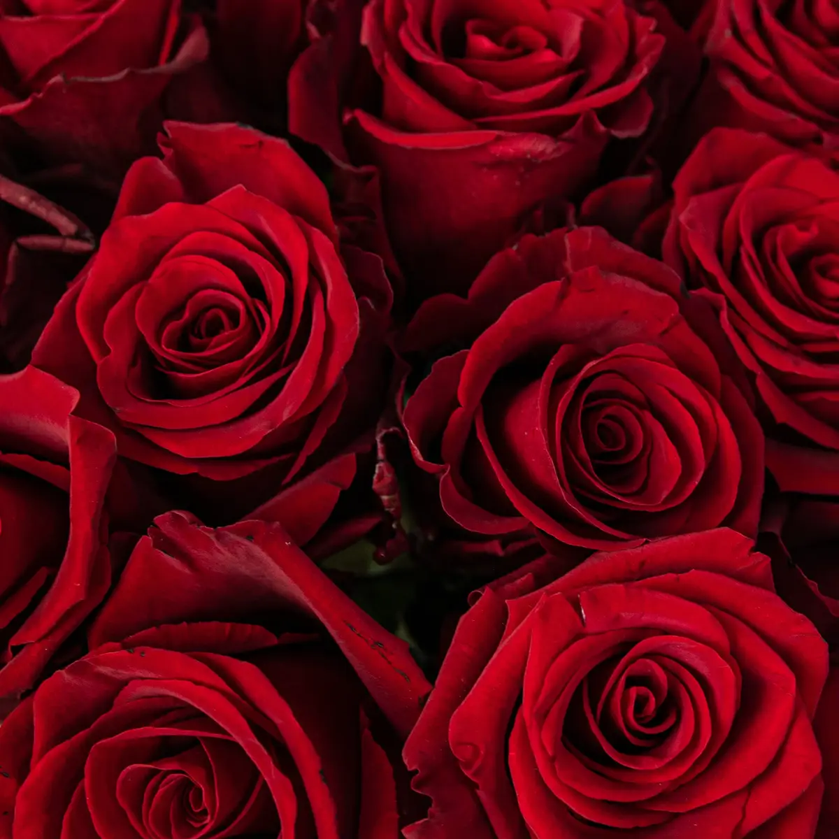 Букет 15 Роз красных Эксплорер купить недорого в Украине, фото 3