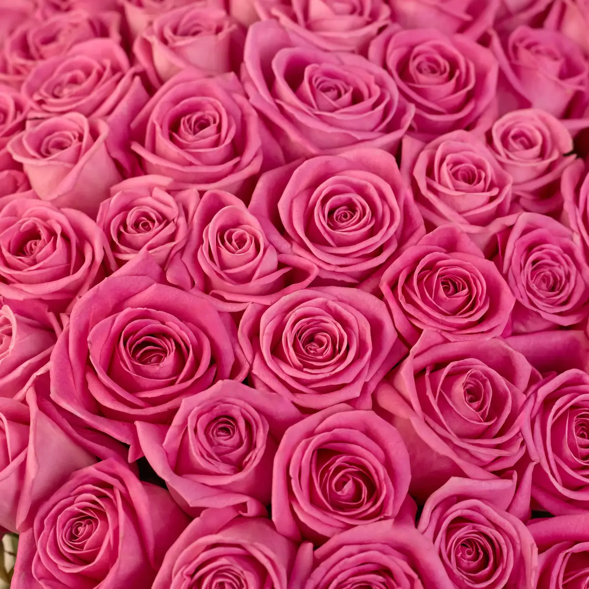 Букет 71 Роза Аква купить недорого в Украине, фото 3