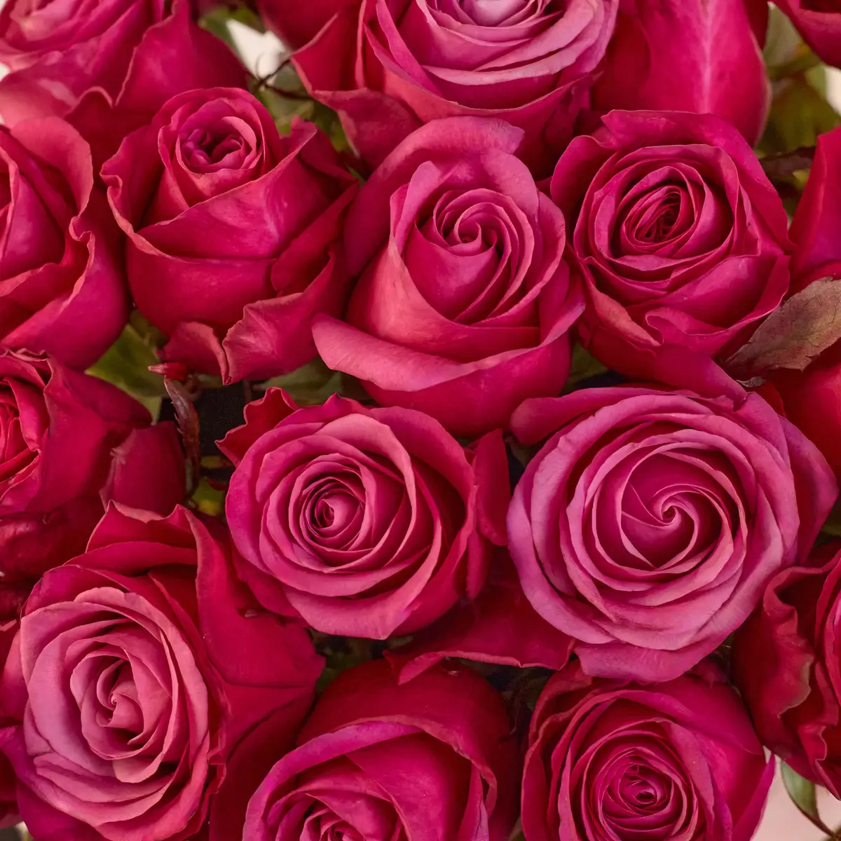 Букет 25 Троянд Принц Персії купити недорого в Україні, фото 3