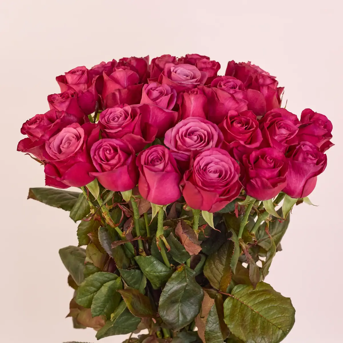 Букет 25 Троянд Принц Персії купити недорого в Україні, фото 2