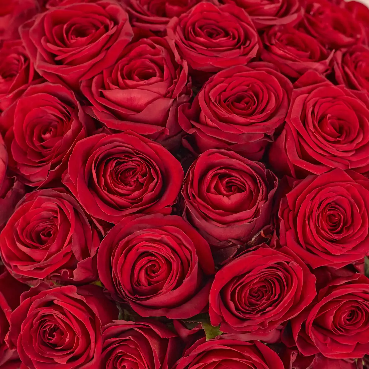 Букет 45 Троянд червоних Ред Наомі купити недорого в Україні, фото 3