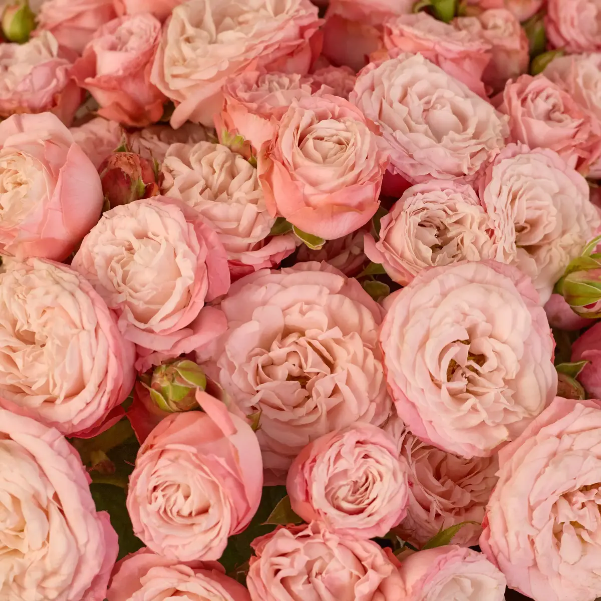 Букет 25 Троянд спрей Мадам Бомбастик купити недорого в Україні, фото 3