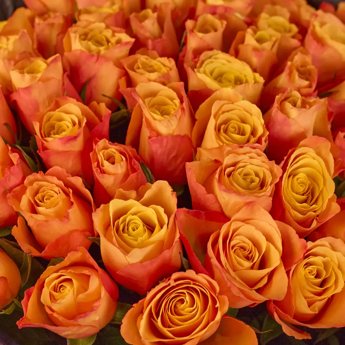 Букет 55 Троянд Конфідентіал купити недорого в Україні, фото 3