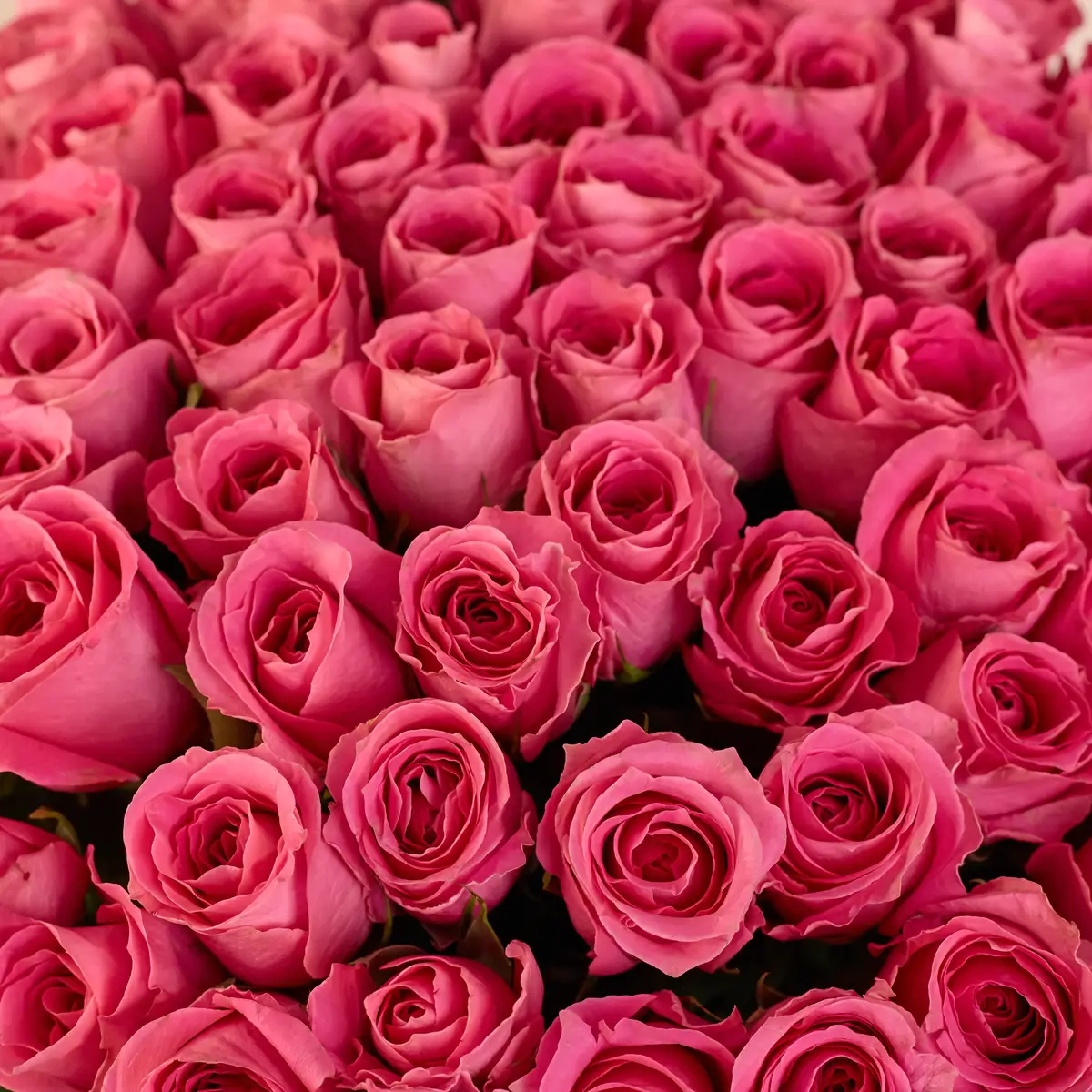 Букет 85 Троянд Вотергейм купити недорого в Україні, фото 3