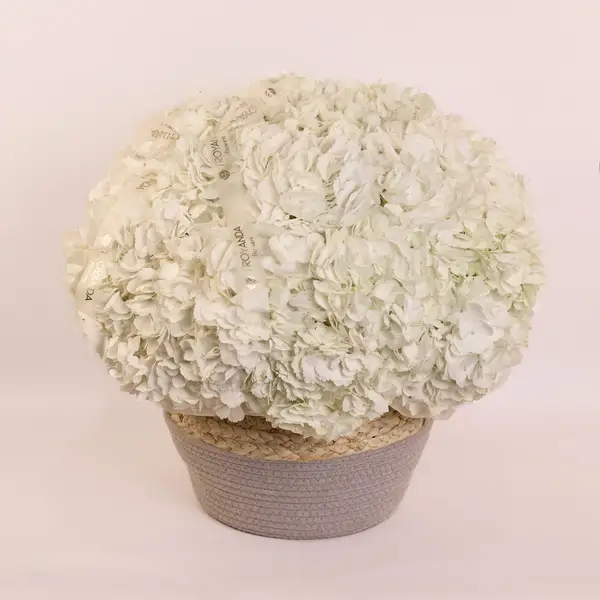Корзина из 25 белых гортензий купить