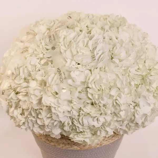 Корзина из 25 белых гортензий купить
