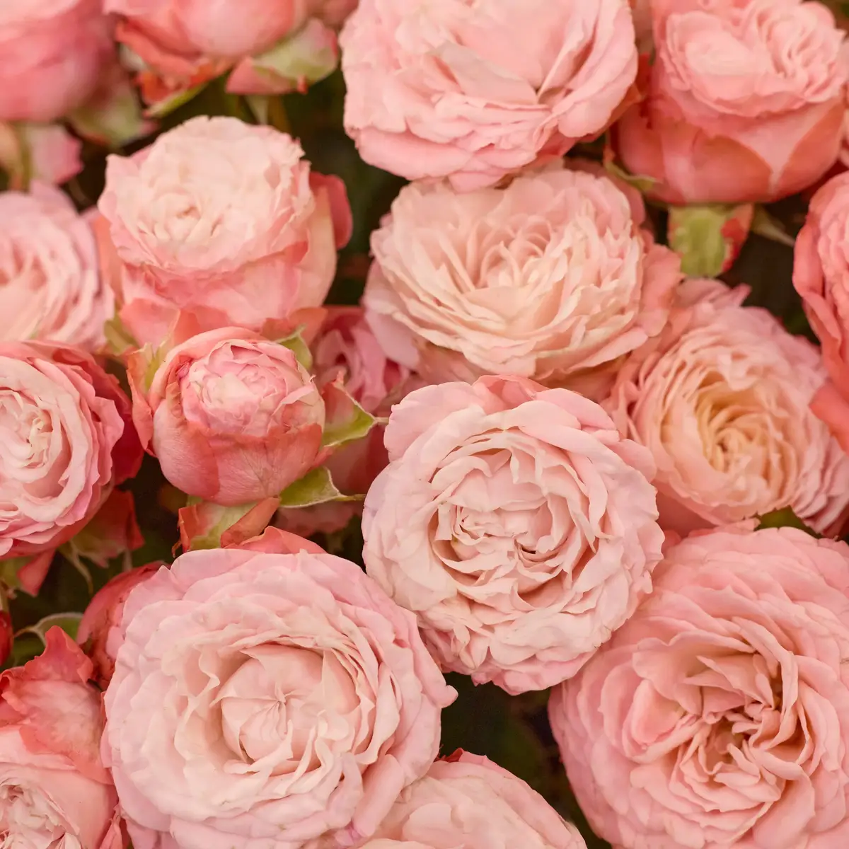 Бокс 31 Троянда Мадам Бомбастик купити недорого в Україні, фото 3