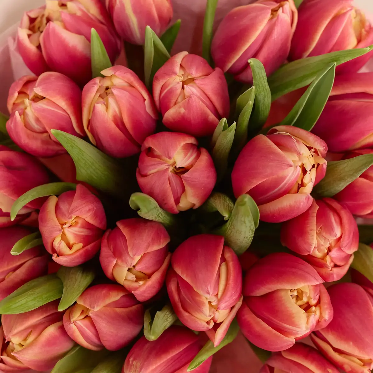 Букет 25 Рожевих піоновидних Тюльпанів купити недорого в Україні, фото 3