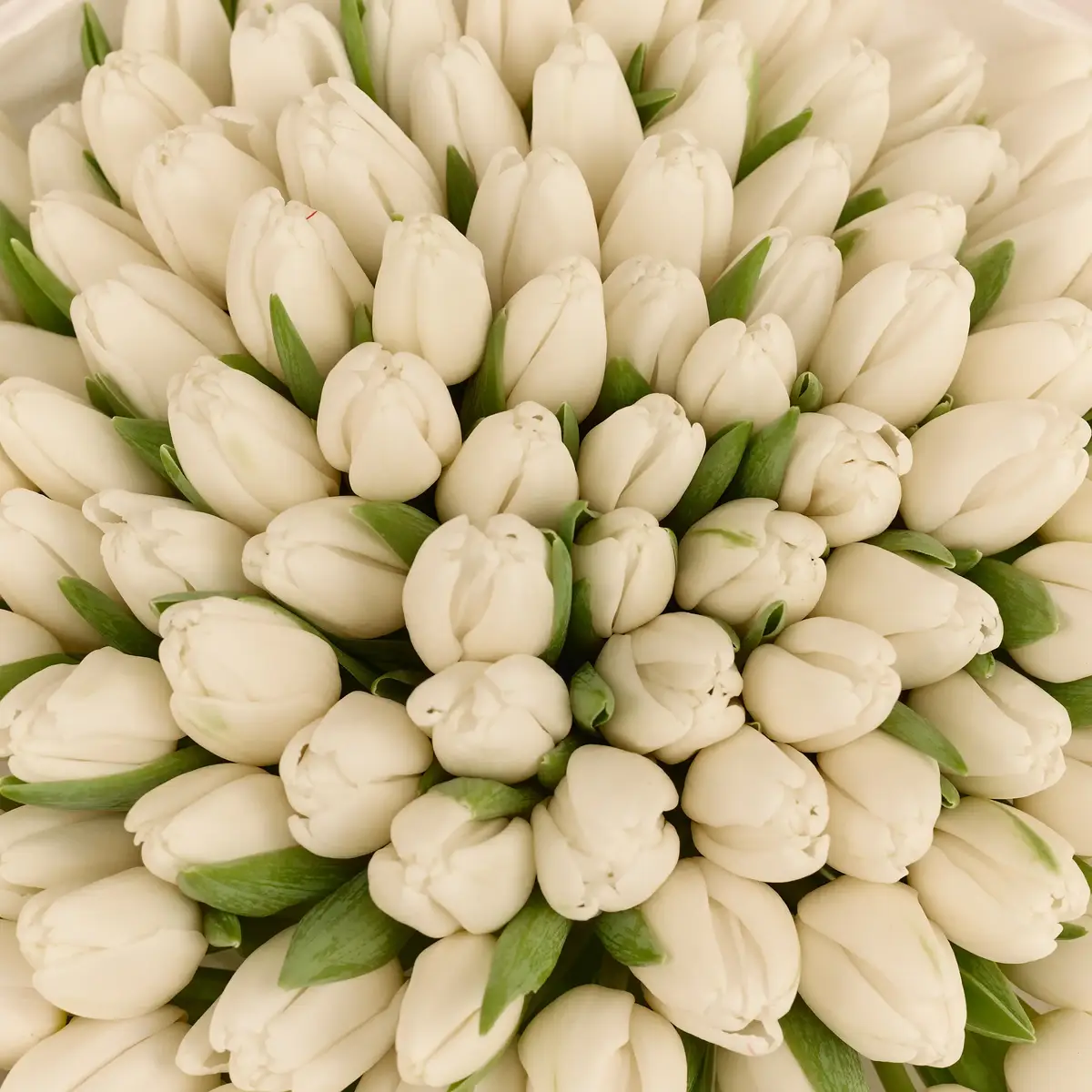 Букет 101 Білий Тюльпан купити недорого в Україні, фото 3