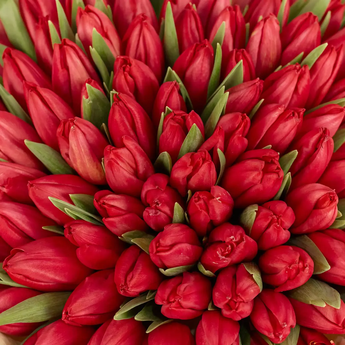 Букет 101 Червоний Тюльпан купити недорого в Україні, фото 3