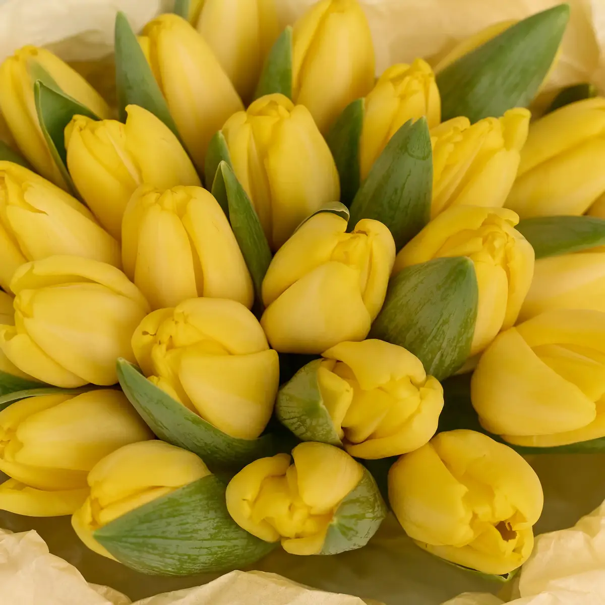 Букет 25 Жовтих Тюльпанів купити недорого в Україні, фото 3