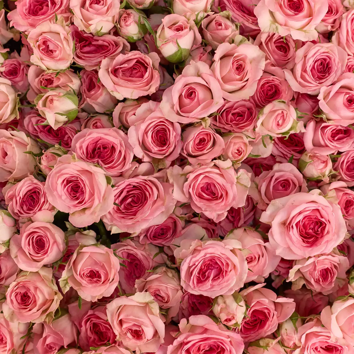 Букет 51 роза спрей Тралала купить недорого в Украине, фото 3